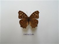 藏品(鱗紋眼蛺蝶)的圖片